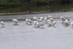 Egretta eulophotes