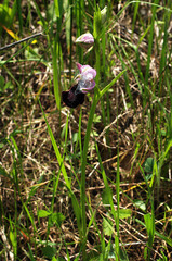 Ophrys bertolonii benacensis