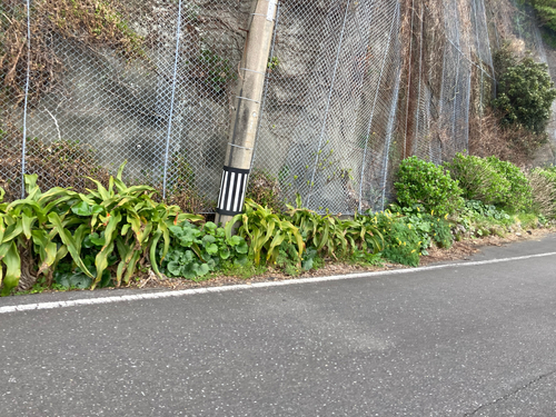 Tree Crinum