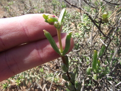 Delosperma gratiae