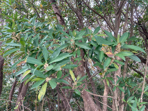 Myrsine seguinii
