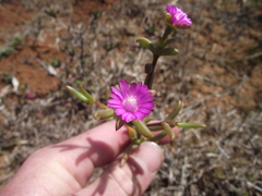 Delosperma gratiae