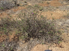 Delosperma gratiae