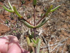 Delosperma gratiae