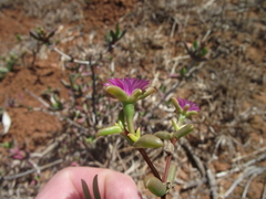 Delosperma gratiae