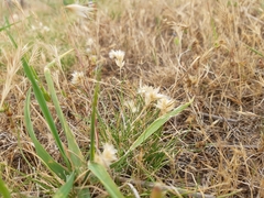 Rytidosperma carphoides