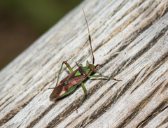Pseudopantilius australis
