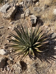 Agave utahensis kaibabensis