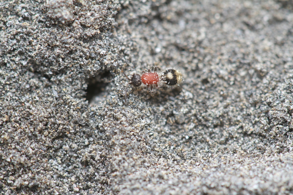 Smicromyrme chuchiana