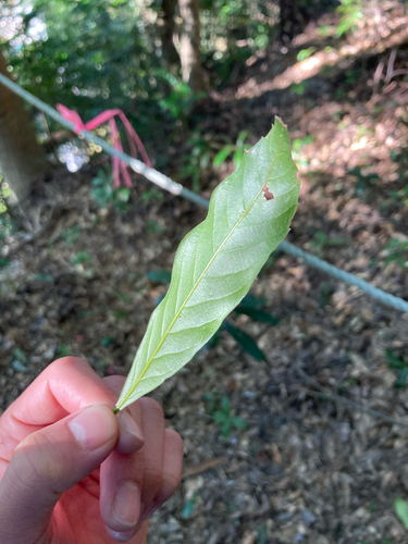 Quercus hondae iNat (3)