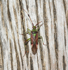 Pseudopantilius australis