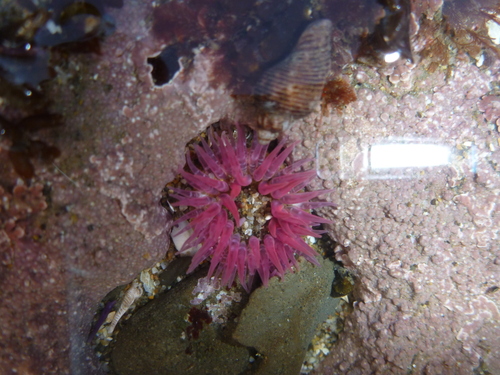 Moonglow Anemone, photo 6 of 10