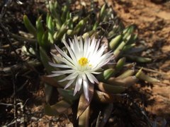 Bergeranthus scapiger