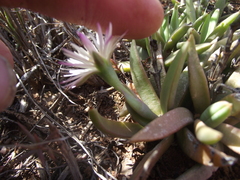 Bergeranthus scapiger