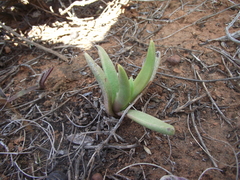 Bergeranthus scapiger