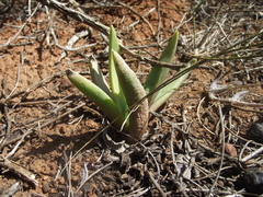 Bergeranthus scapiger
