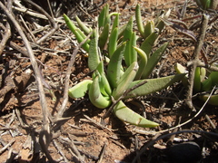 Bergeranthus scapiger