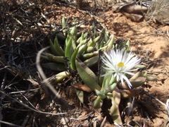 Bergeranthus scapiger