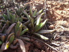 Bergeranthus scapiger