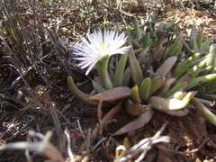 Bergeranthus scapiger