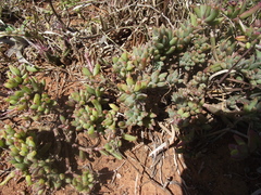 Crassothonna capensis