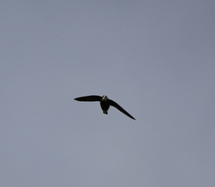 Hirundapus caudacutus