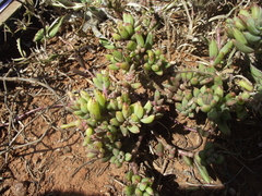 Crassothonna capensis