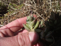 Crassothonna capensis