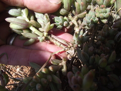 Crassothonna capensis