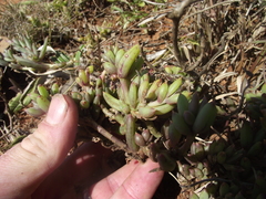 Crassothonna capensis