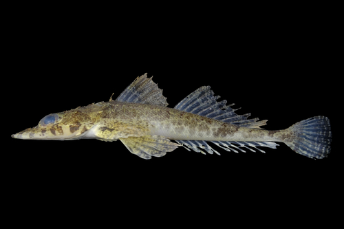 Robijn-platkopvis (Sunagocia carbunculus) — Platycephalidae — 2