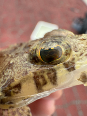 Papillose Flathead photo 3