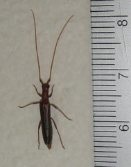 Listrocerum aeolis