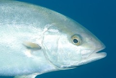 Seriola rivoliana