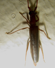 Listrocerum aeolis
