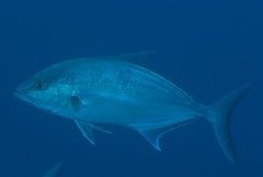 Seriola rivoliana