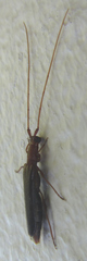 Listrocerum aeolis