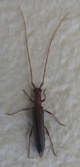 Listrocerum aeolis