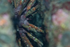 Phyllacanthus imperialis