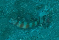 Amblyeleotris periophthalmus