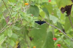 Mysoria affinis