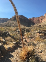 Agave utahensis kaibabensis