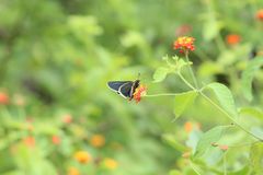 Mysoria affinis