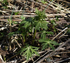 Aconitum fischeri
