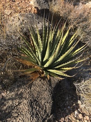 Agave utahensis kaibabensis