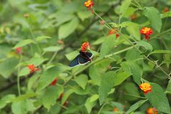 Mysoria affinis