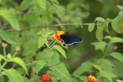 Mysoria affinis