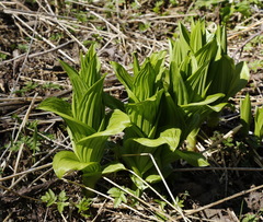 Veratrum oxysepalum