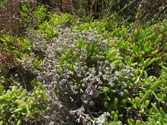 Delosperma uncinatum