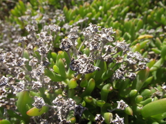 Delosperma uncinatum